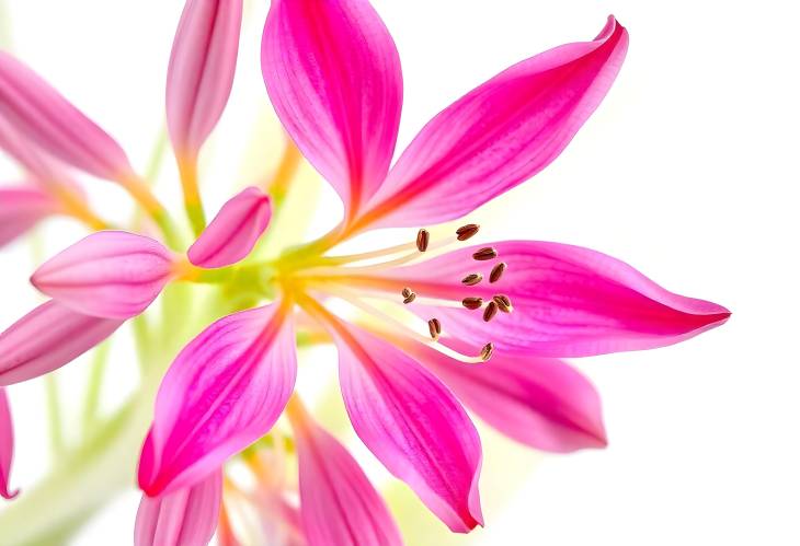 Pink Alstroemeria A Floral Gem on White